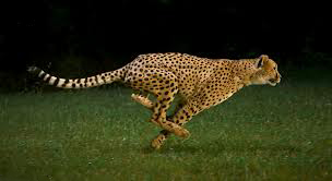 cheetah running